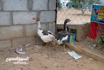  6 وز سوبر جامبو وجاج كوشن ومصوف