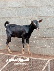  1 اغنام للبيع