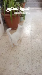  2 للبيع قطه ميكس (kitten) كما في الصور  بصحه ممتازه ماخده المطاعيم متعوده على دراية فوود واللتر بوكس.