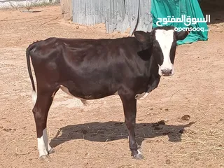  7 عجول محليه العمر سنه