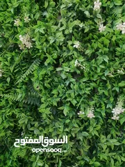  18 عشب جداري & عشب صناعي & نجيل صناعي & grass wall & wall grass & green wall