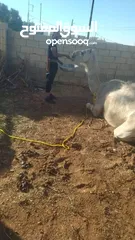  6 لحام متنقل ذبح أضاحي خاروف عجل بلدي جمل غنم بلدي روماني برزيلي كولمبي اسباني خروف بلدي جزار متنقل