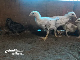  3 صيصان تهجين عماني فرنسي أحجام مختلفه