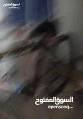  5 بسكليت 2025
