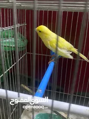 4 فحلً كناري نار بصفر تصفير للبيع او للبدل ًً