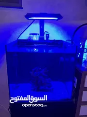  4 حوض سمك بحري نانو اجنبي 40x40 للبيع