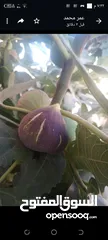  9 عنب للورق و الثمر تقليم