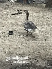  1 وز لبيع اصلي