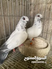  5 جوز ذبابنا زرق للبيع شغالات