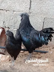  3 كوبيا لامبورقيني