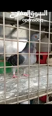  2 جوز بلنديات حلس مقليب شغلات صحه ونضافه
