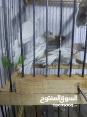  6 متاح مخليف كنار جزري ابيض اقرا الواصف