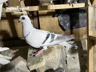  11 قطعة حمام للبيع