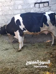  3 بقرة حليب هولنديه من الاصايل