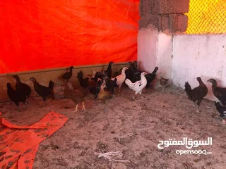  2 Omani Chikens دجاج عماني  2 months