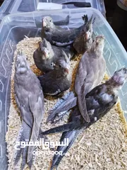  22 يتوفر ببغاء اليف زق يدوي  لوري اليف قرين شيك الي كوكتيل اليف  دره اليف  روز اليف  فشر اليف  حب اليف