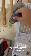  5 African grey parrot (1 - 2) year old معا كل اغراضه