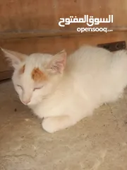  3 قطه نوع مكسيكي ع شيراز عيون عسلي علي اخضر