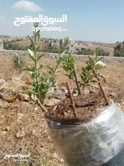  15 كافة الخدمات والأعمال الزراعية بأحدث الطرق العلمية