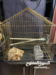  1 Bird cage gold color