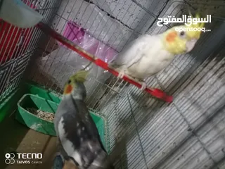  17 3 جواز كوكتيل 4 جواز حب جوزين روز اخضر جوزين فيشر ازرق طواير كنار 6 فراخ كوكتيل 4 شهور اليفات 16