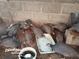  8 حبش و ديك كوشن  و دجاجه باكستاني