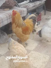  8 بيض مخصب براهمه الصلاة على النبي سعر البيضه .75 قرش