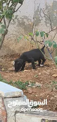  1 للبدل على طيور