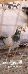  29 كوم حمام للبيع