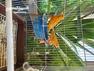  3 جوز مشمشي الفحل سادة والطيرة مقنبرة