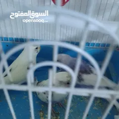  14 التواصل عبر الوتس اب عصافير حب وكوكتيل حجم جامبو كبير مفتلات والبينه وعادي