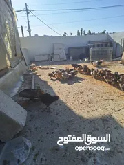  1 صوص بلدي وبندوق براهما مشكل عمرشهر