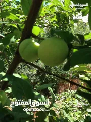  9 شقه مفروشه قريبه من جميع الخدمات مقابل مخابز الحوري