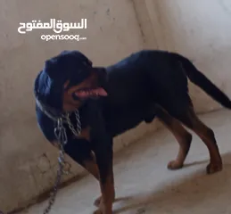  2 كلب روت وايلر مستواه عالي حجم جامبو