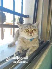  3 قطة من نوع سكوتش فولد .