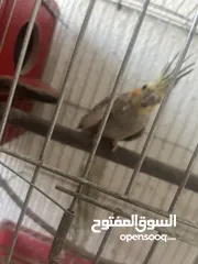  3 جوز كوكتيل ازيبلا تحتو فرخ للبيع