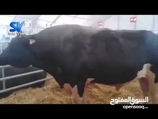  1 لحام متنقل على مدار الساعه خبره في شراء الاضاحي التواصل على الواتس اب وكل عام وانتم بخير وصحه وسلامه