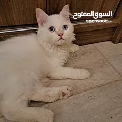  2 قط ذكر شيرازي مكس