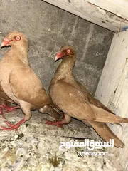  2 سلافر جوز ش غالات