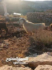  5 تبارك الله موجود فحل معز لون ابيض كفاله اهداء على ردد يقوم ب 100 راس تبارك الله هداد نار السن ريشه