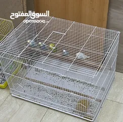  3 budgies for sale