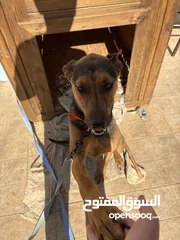  4 كلب دوبر شيبرد مدرب اقرأ وصف