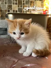  6 Mix Turkish/Persian kitten