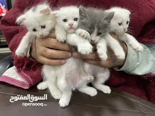  4 قطط للبيع نوع سكوتش