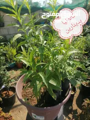  3 اشتال للبيع يتوفر اشتال منوعه وجميله