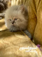  30 5 قطط مكس للبيع