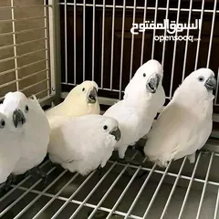  3 Males And Females Cockatoos.
