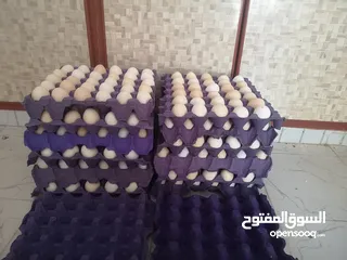  9 بيض عماني مخصب