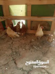  2 بلتم أسباني (محلق)