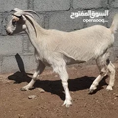  5 شاه حجريه للبيع